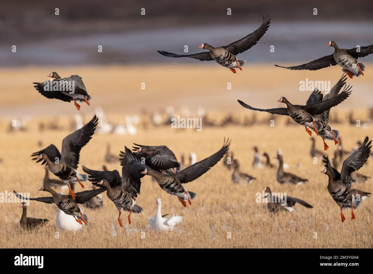 Greater White fronted Geese in a grain field in North Dakota Stock ...