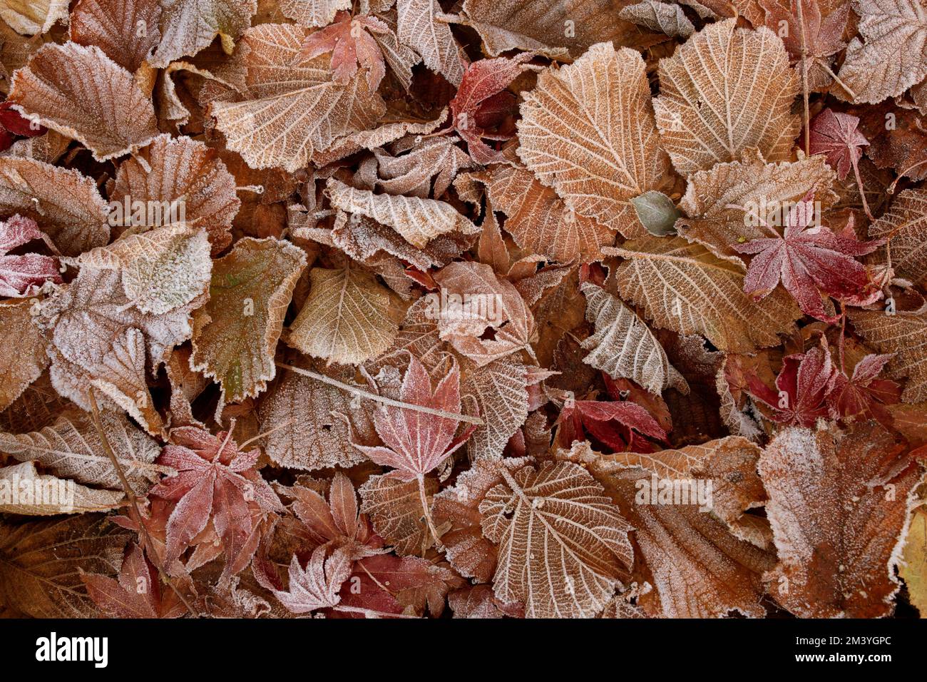Frost covered leaves in Winter Fall, Japanese Maple (Acer) and Willow