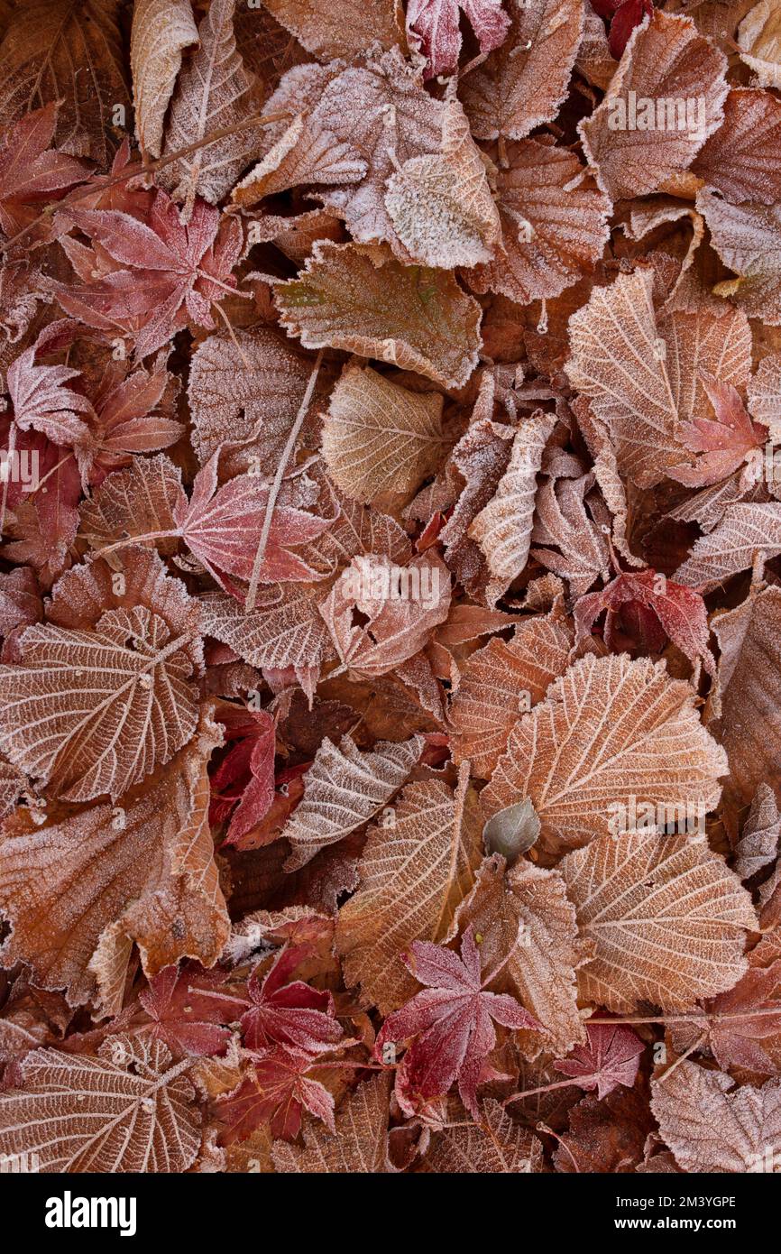 Frost covered leaves in Winter Fall, Japanese Maple (Acer) and Willow