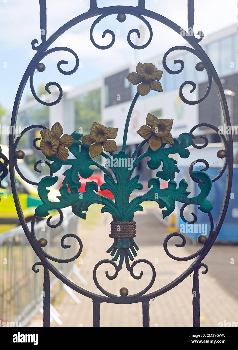 Daffodil detail from iron gates at Cardiff Cricket ground. 2022 Stock Photo