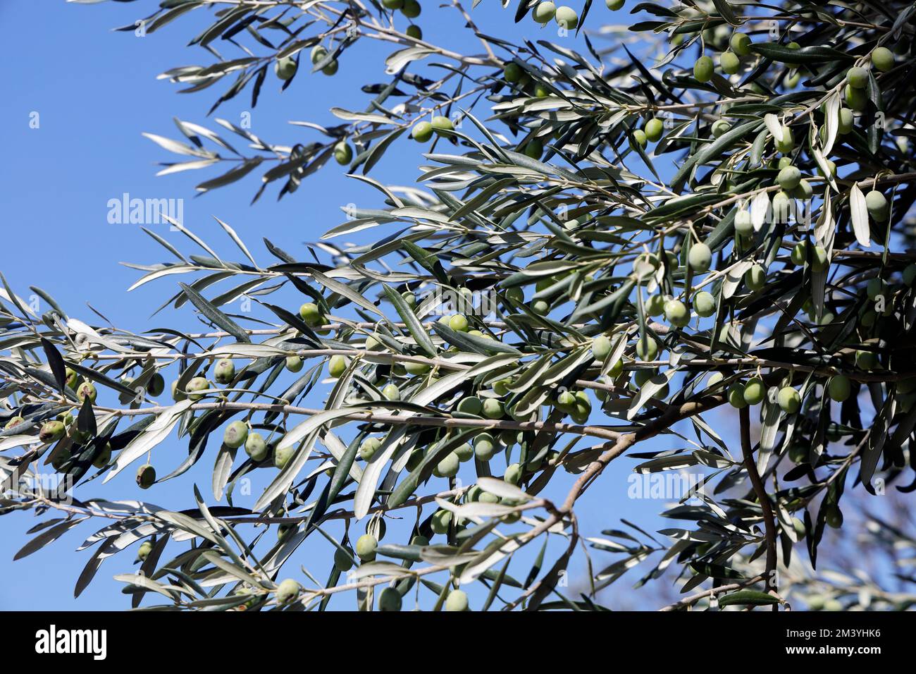 Olives (Olea europaea) on olive tree against blue sky, Lesbos taken September / October 2022. Stock Photo
