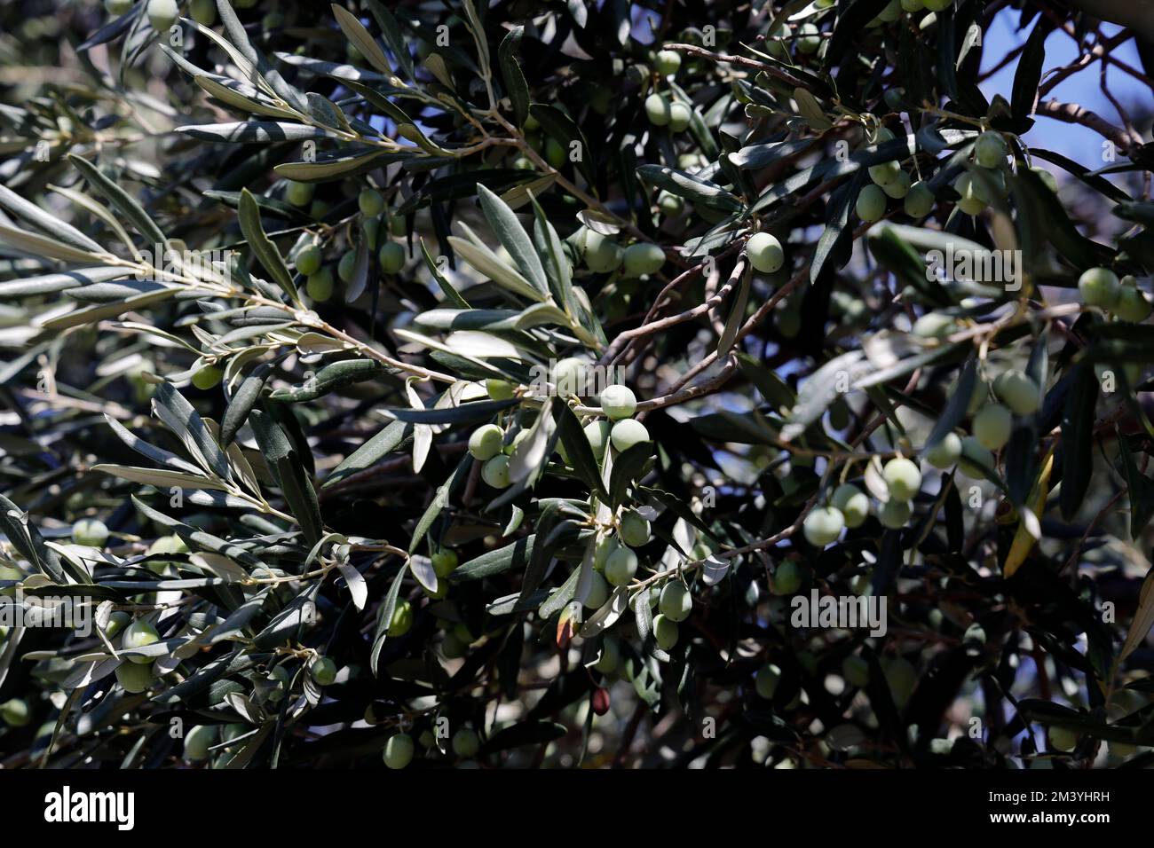 Olives on olive tree against blue sky, Lesbos taken September / October 2022. Stock Photo