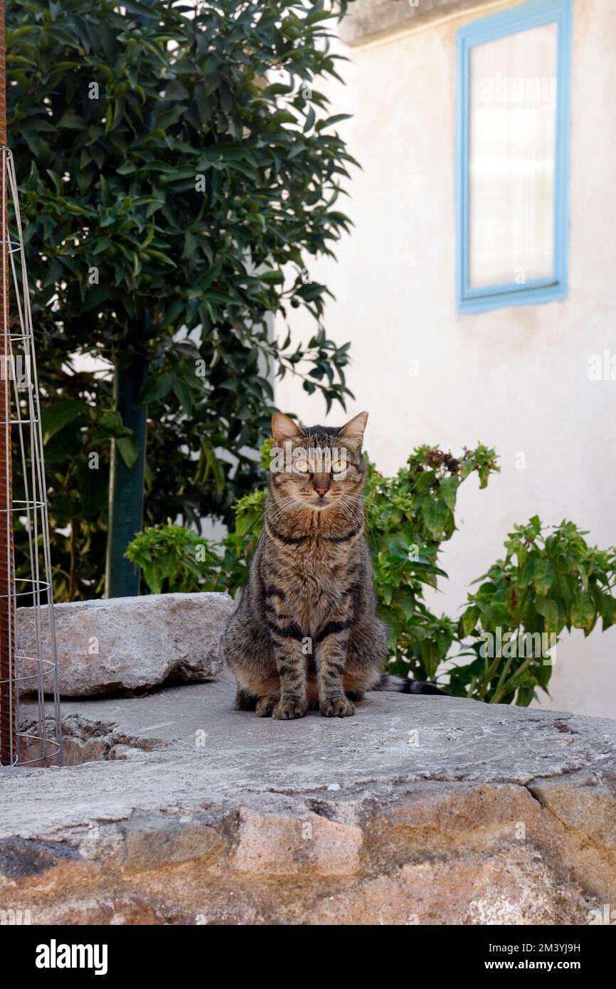 Cat staring at camera. Lesbos. Taken September/ October 2022 Stock Photo