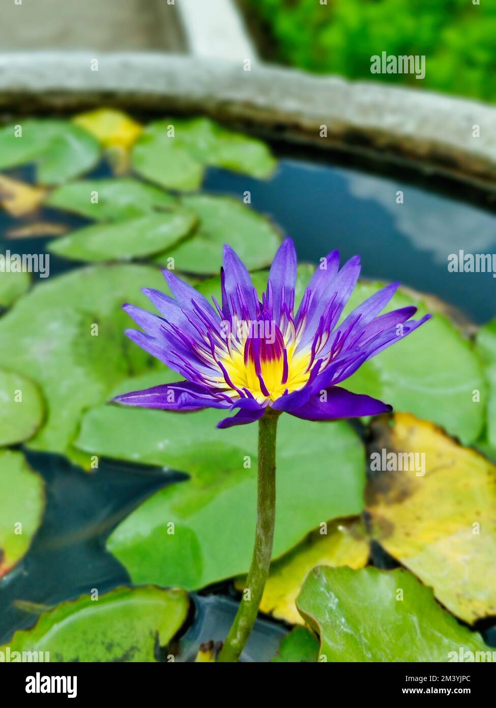 Egyptian lotus flower hires stock photography and images Alamy