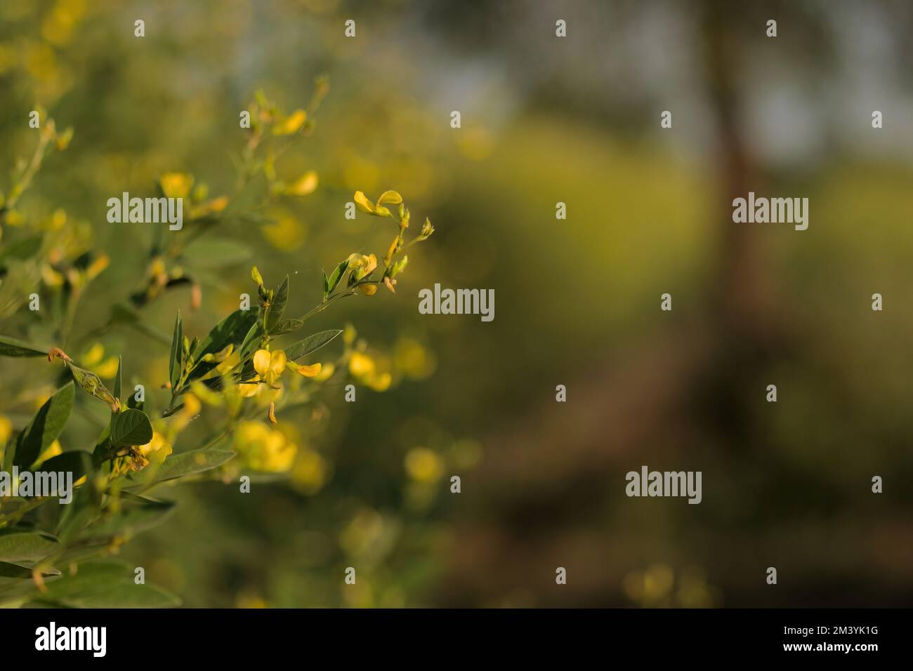 Plants of Pigeon pea with flowering yellow flower in the agriculture field with copy space. Stock Photo