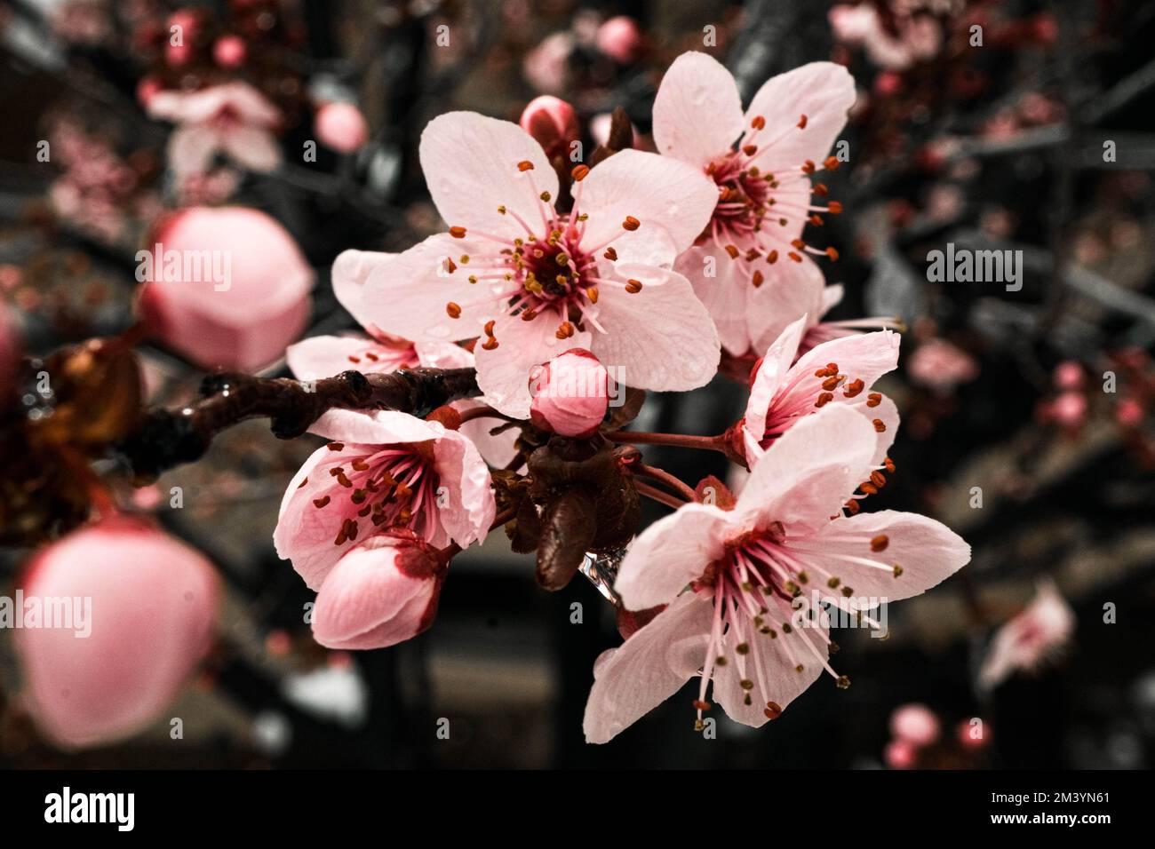 Japanese cherry blossoms Stock Photo Alamy