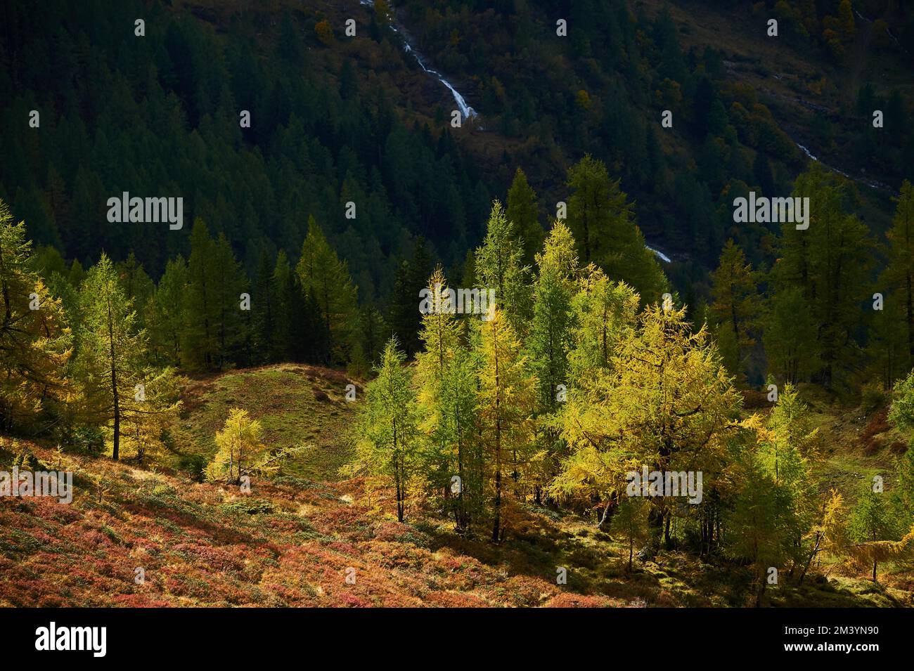 European larch (Larix decidua) trees in the mountains at Hochalpenstrasse, Pinzgau, Salzburg, Austria Stock Photo