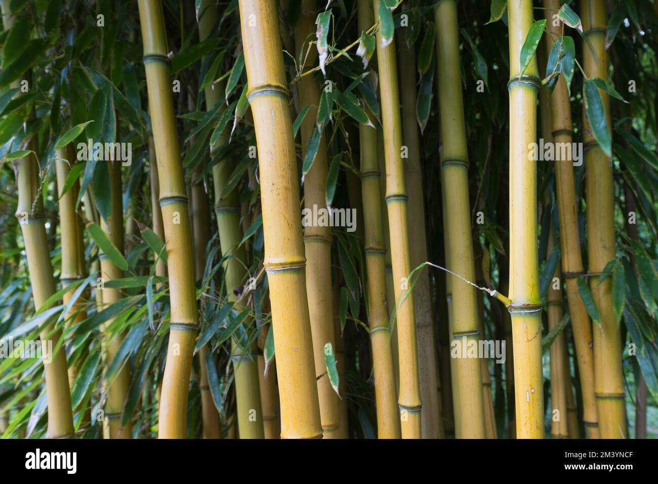 Yellow groove bamboo (Phyllostachys aureosulcata), Hanover, Lower ...