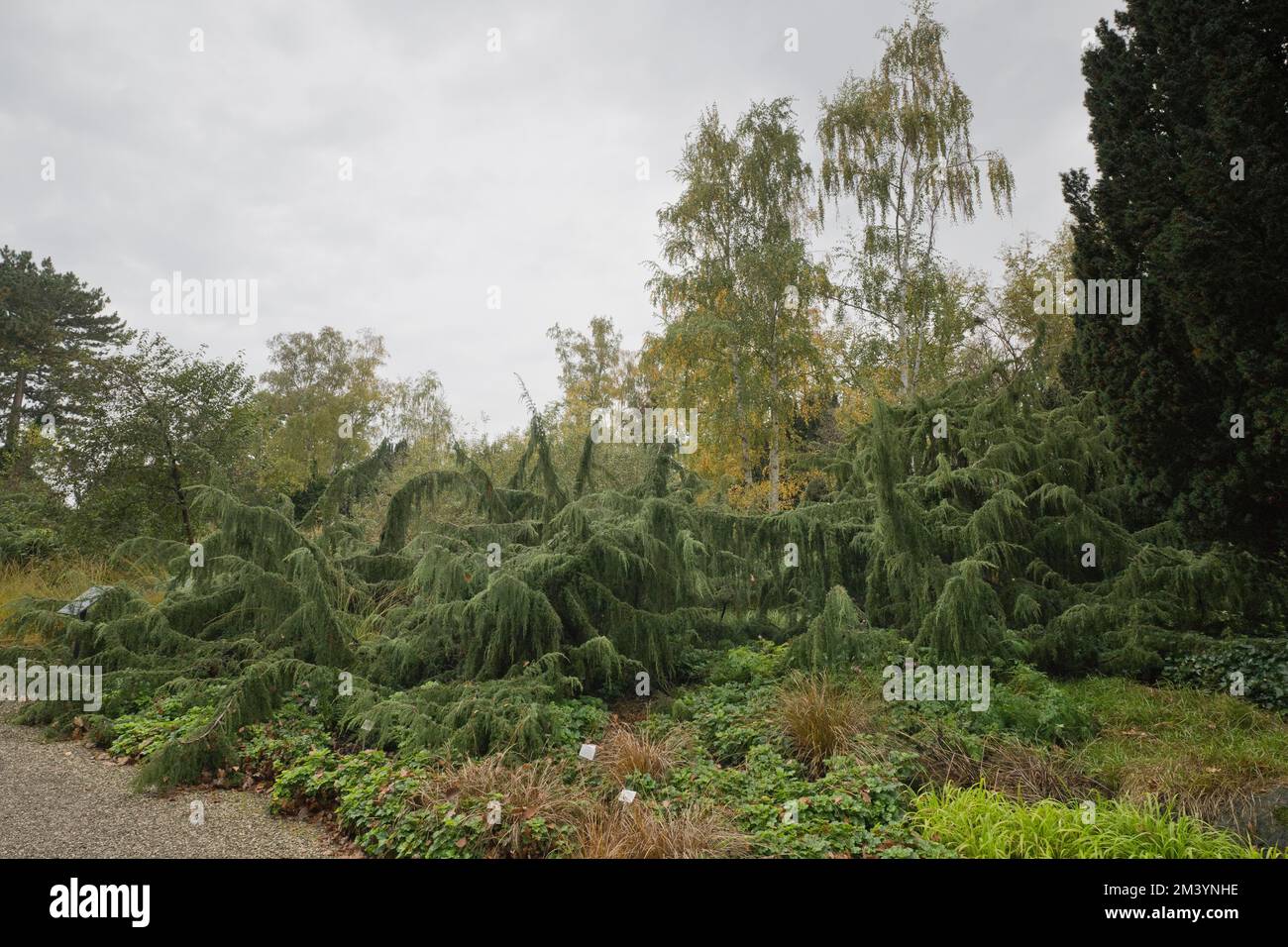 Juniper (Juniperus communis Horstmann), Berggarten Hannover, Lower Saxony, Germany Stock Photo
