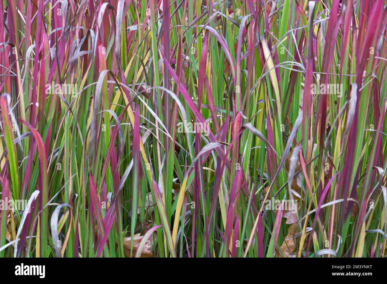 Japanese Blood Grass Imperata Cylindrica Rubra Hanover Lower Saxony