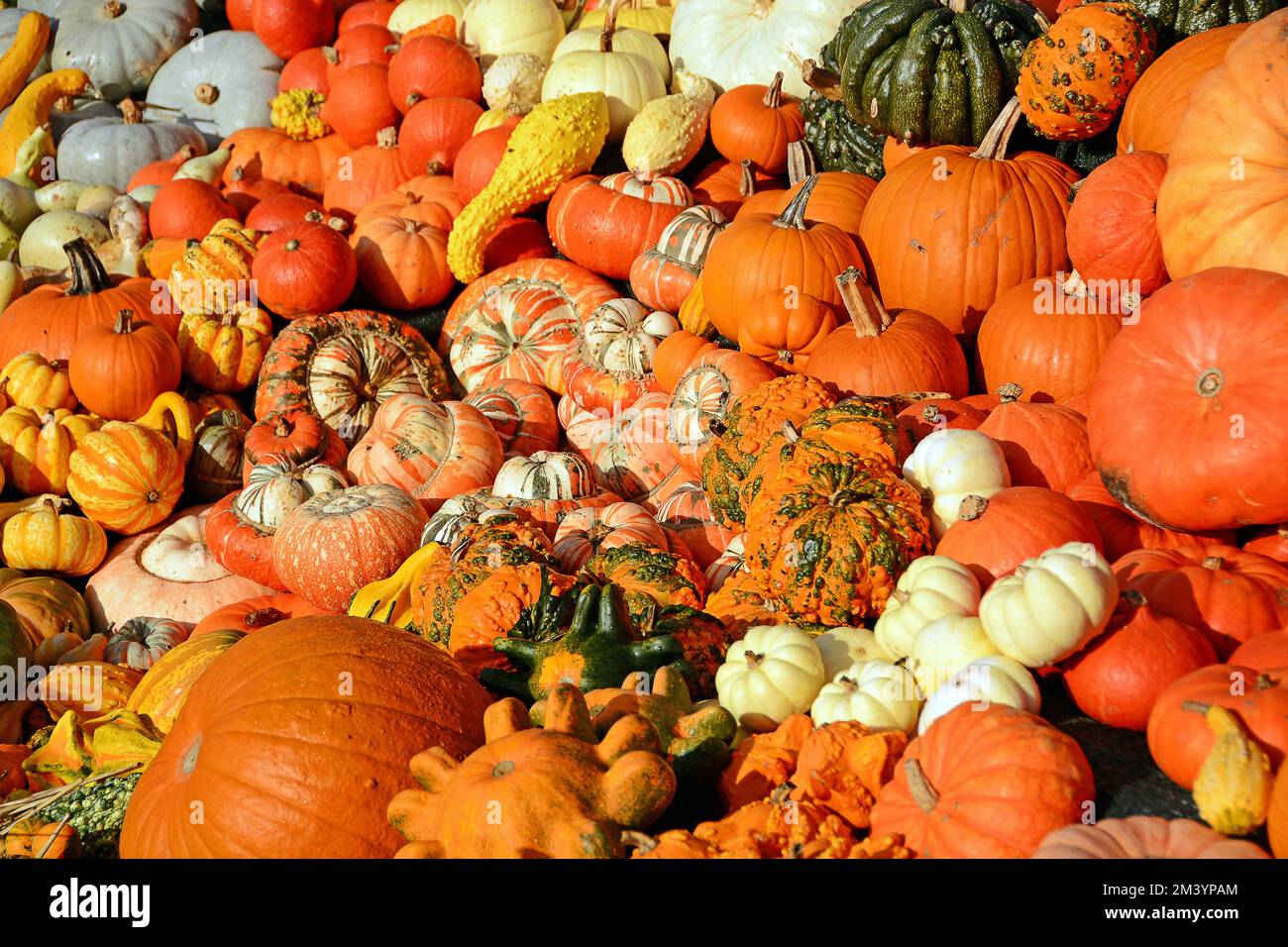 Various pumpkin varieties, ornamental pumpkin, top view, Germany Stock