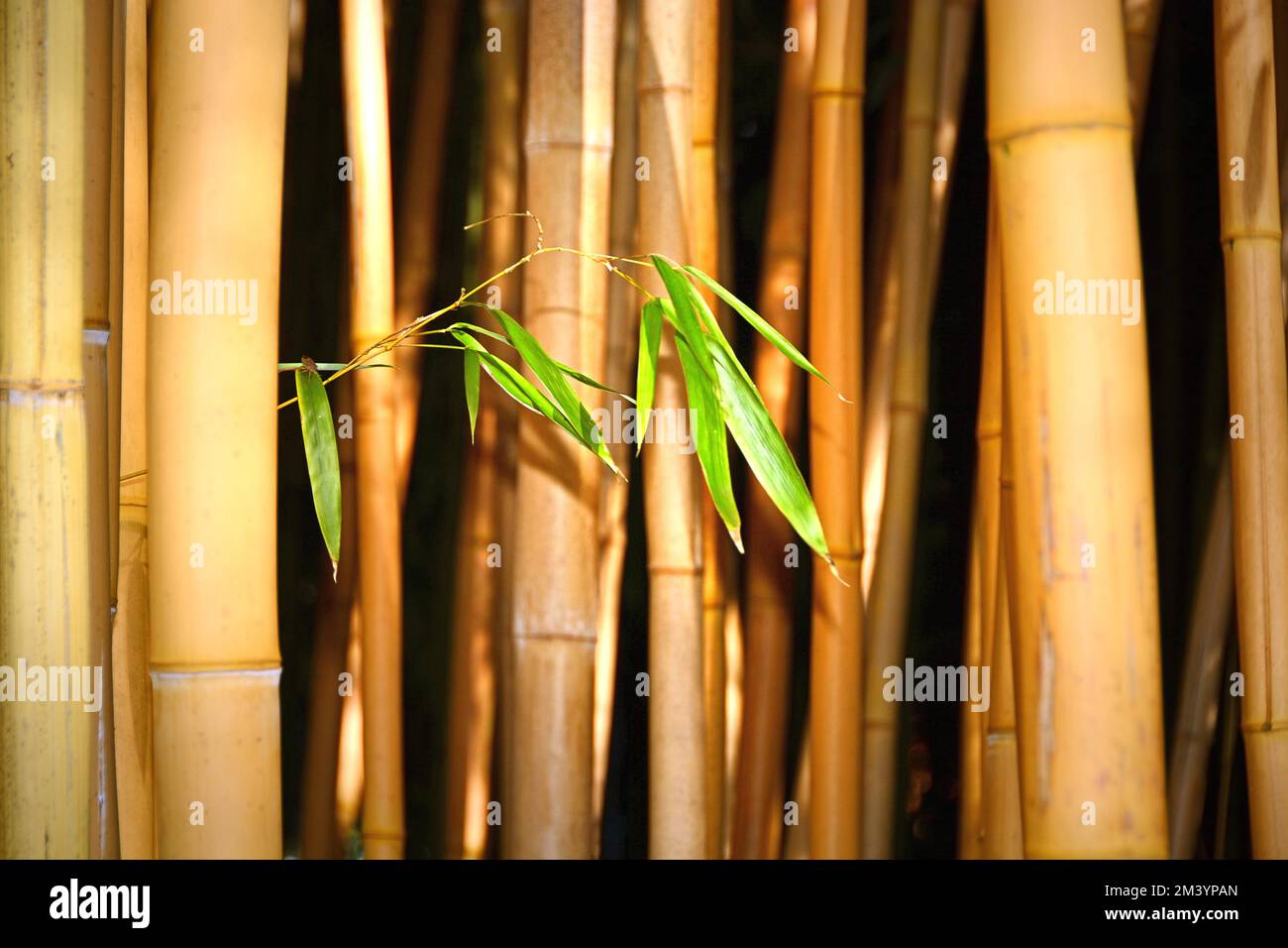 Young bamboo branch (Bambusoideae) growing between bamboo canes Stock Photo Alamy