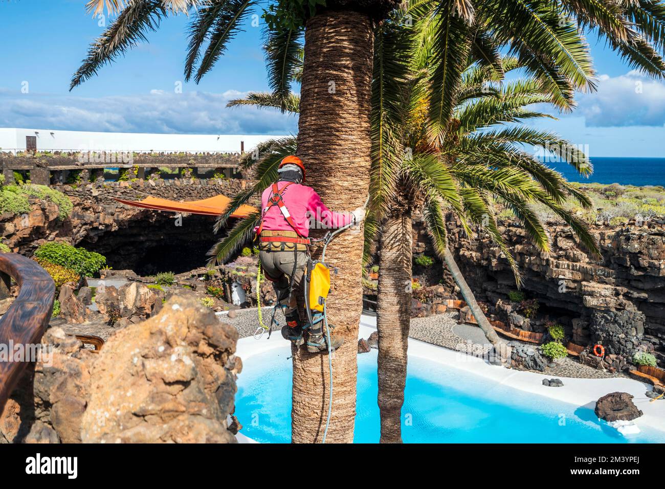 A worker taking care of a palm tree on heights, Lanzarote, Canary Islands, Spain Stock Photo