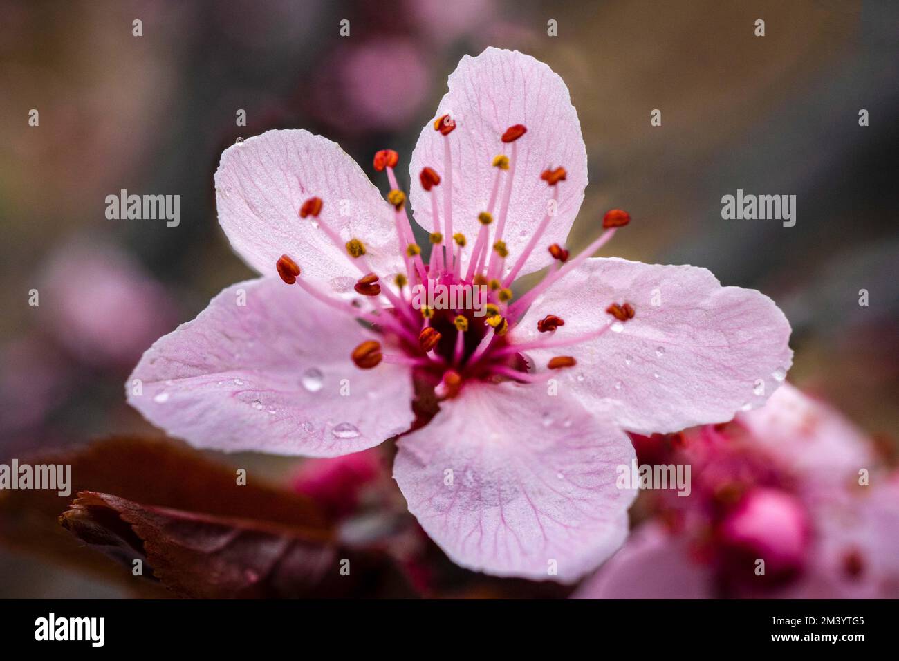 Japanese cherry blossoms Stock Photo Alamy