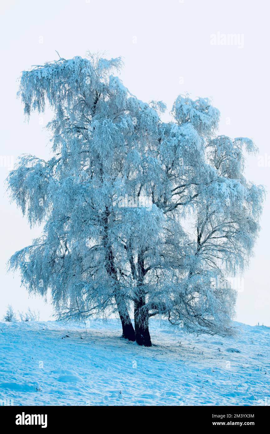 winter snow scenes with frosted trees Stock Photo