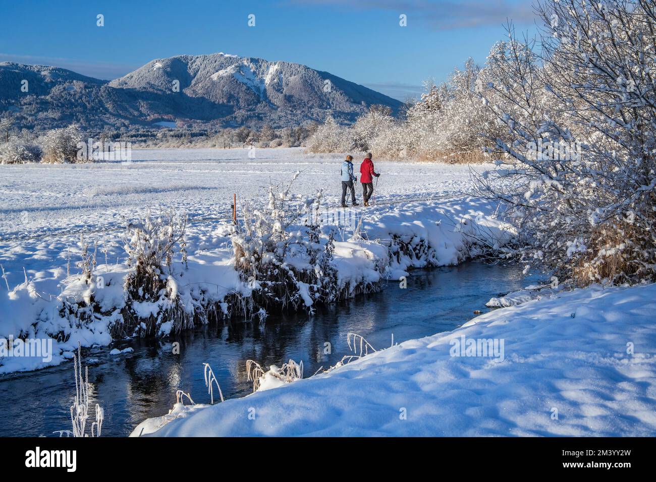 Winter hiker in the snowy Murnauer moss with Hörnle 1548m in the ...