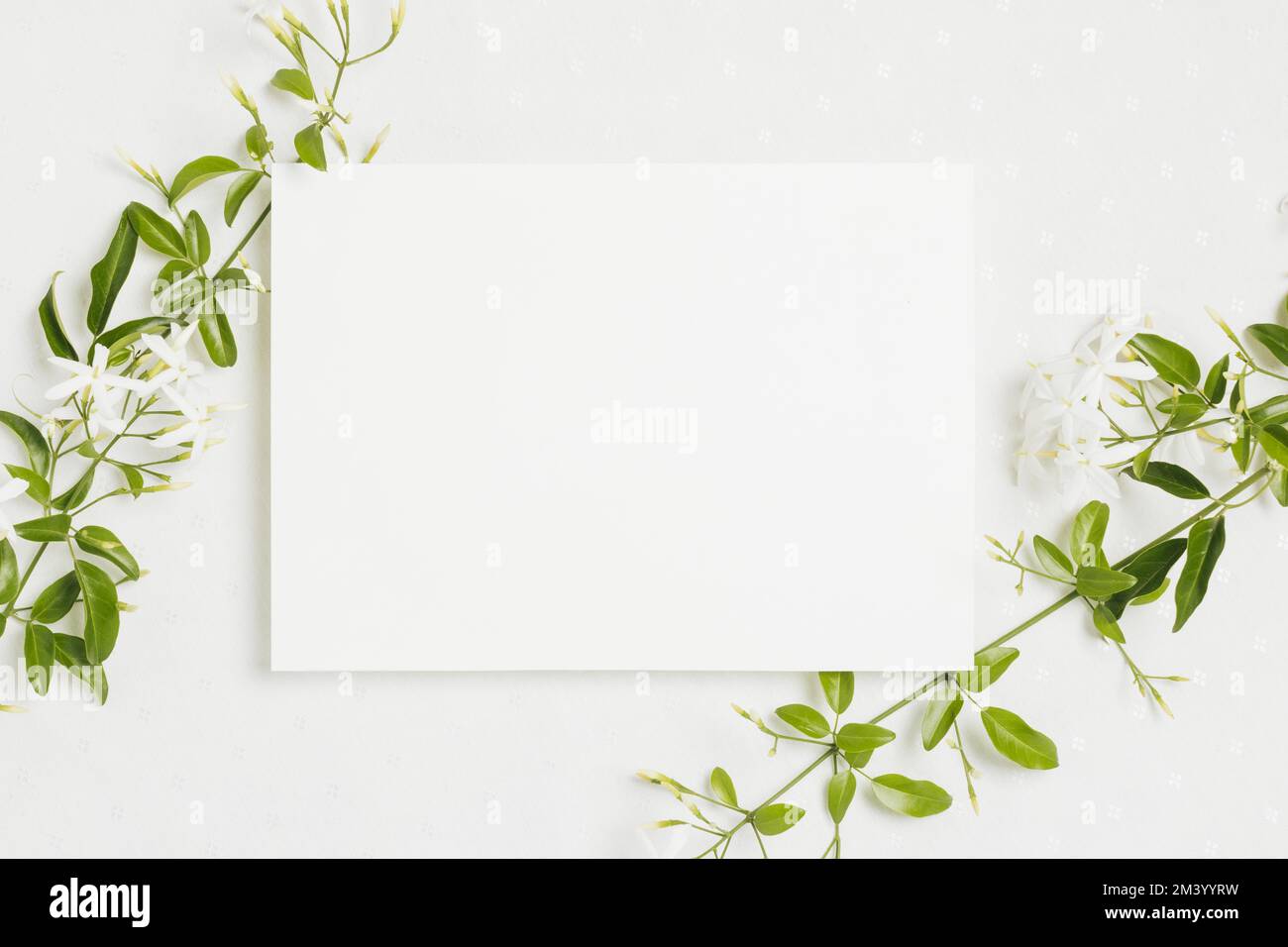 (Jasminum) auriculatum flower twig with wedding card on white background Stock Photo