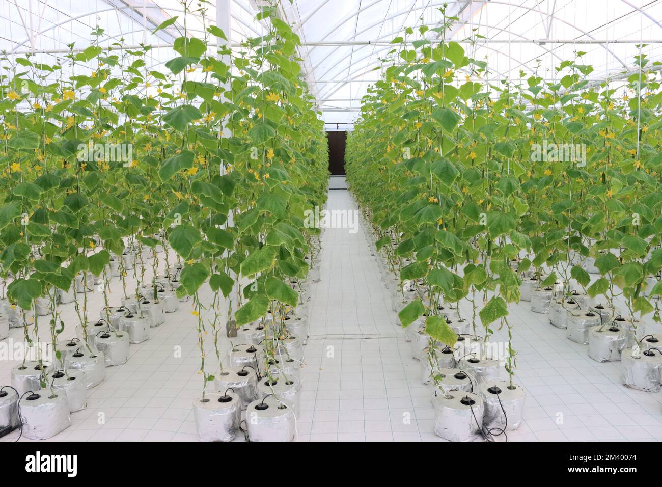 Hydroponics farming Cucumber Stock Photo Alamy