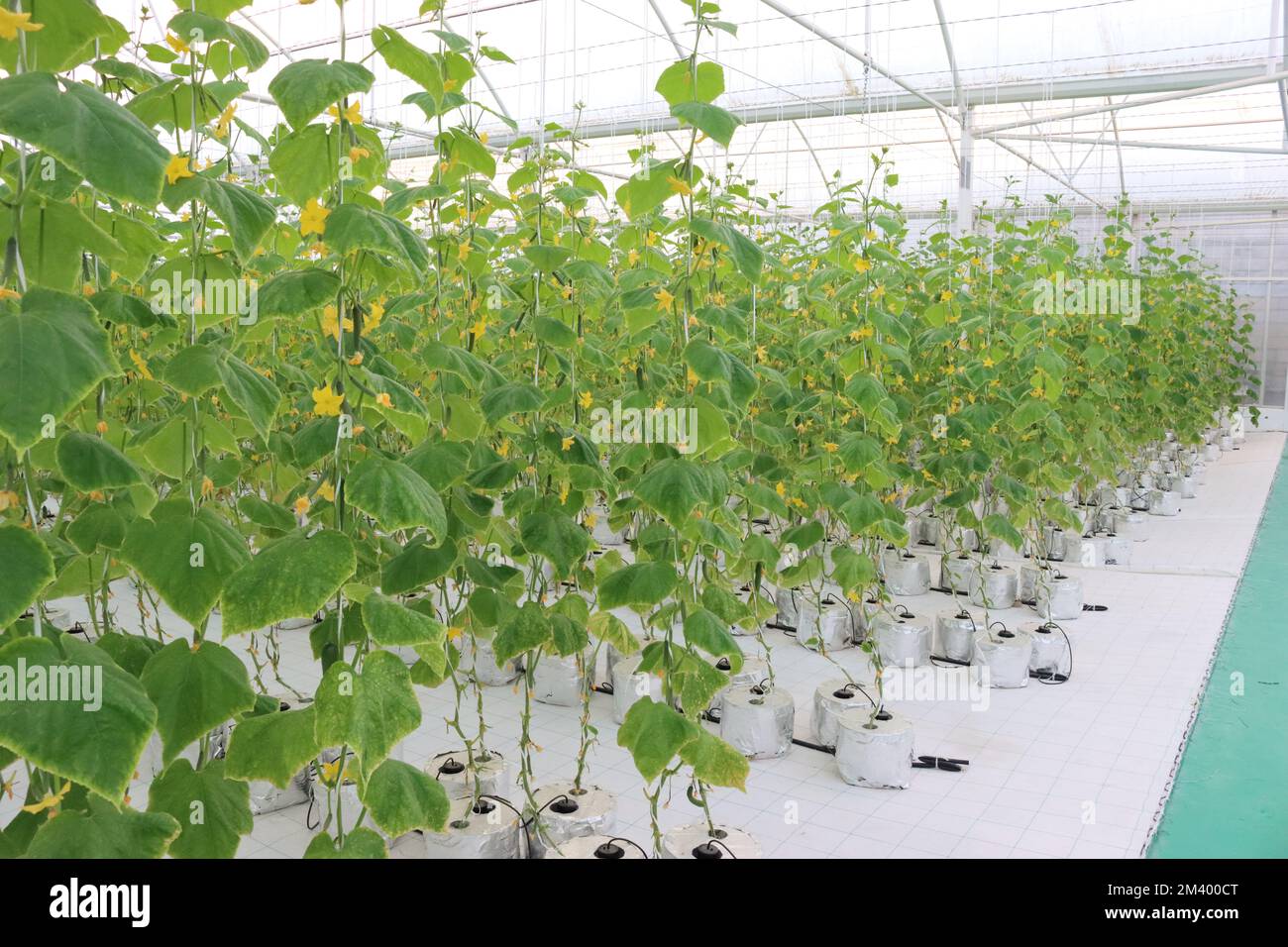 Hydroponics farming Cucumber Stock Photo Alamy