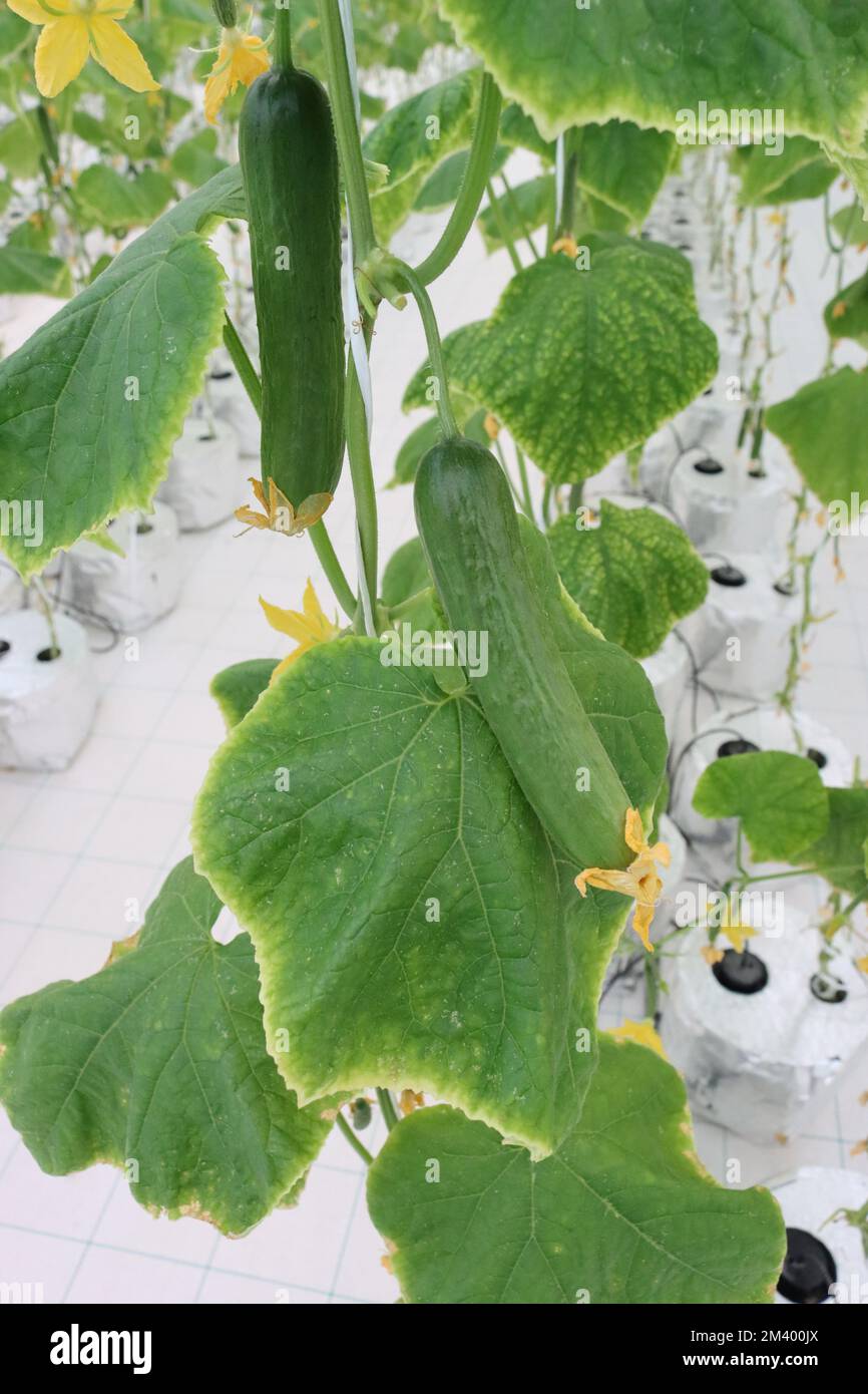 hydroponics-farming-cucumber-stock-photo-alamy