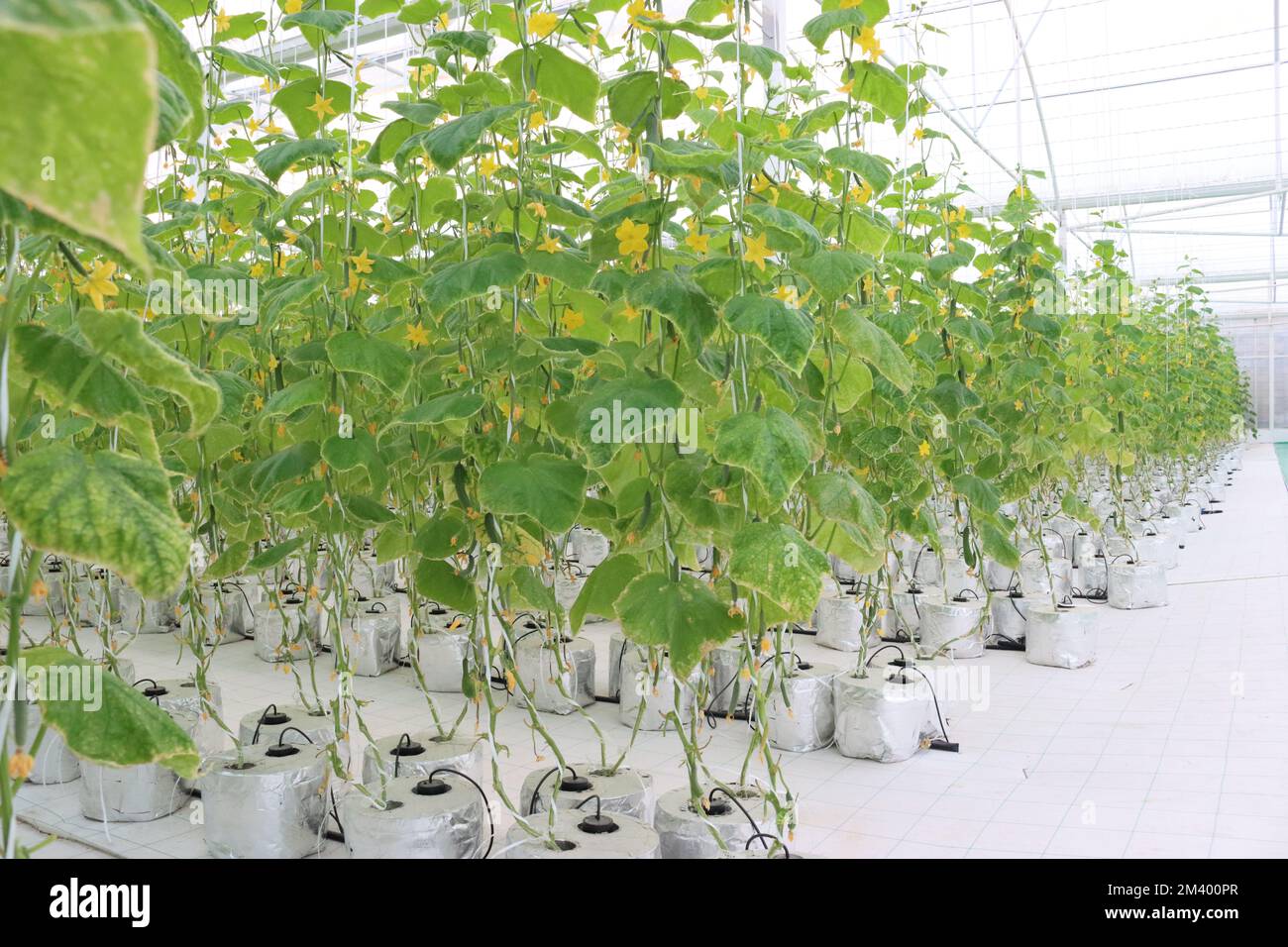 Hydroponics farming Cucumber Stock Photo Alamy