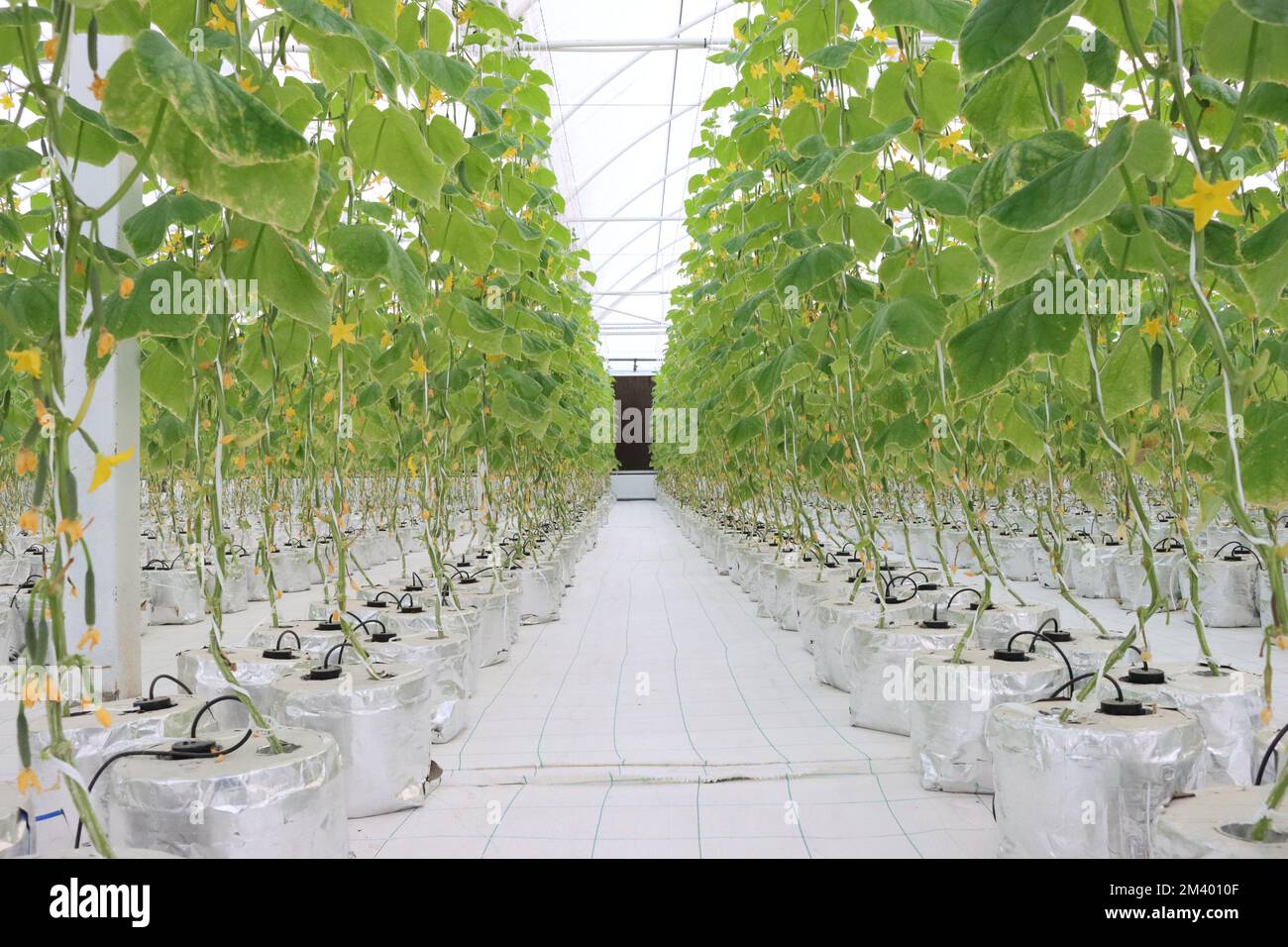 Hydroponics farming Cucumber Stock Photo Alamy