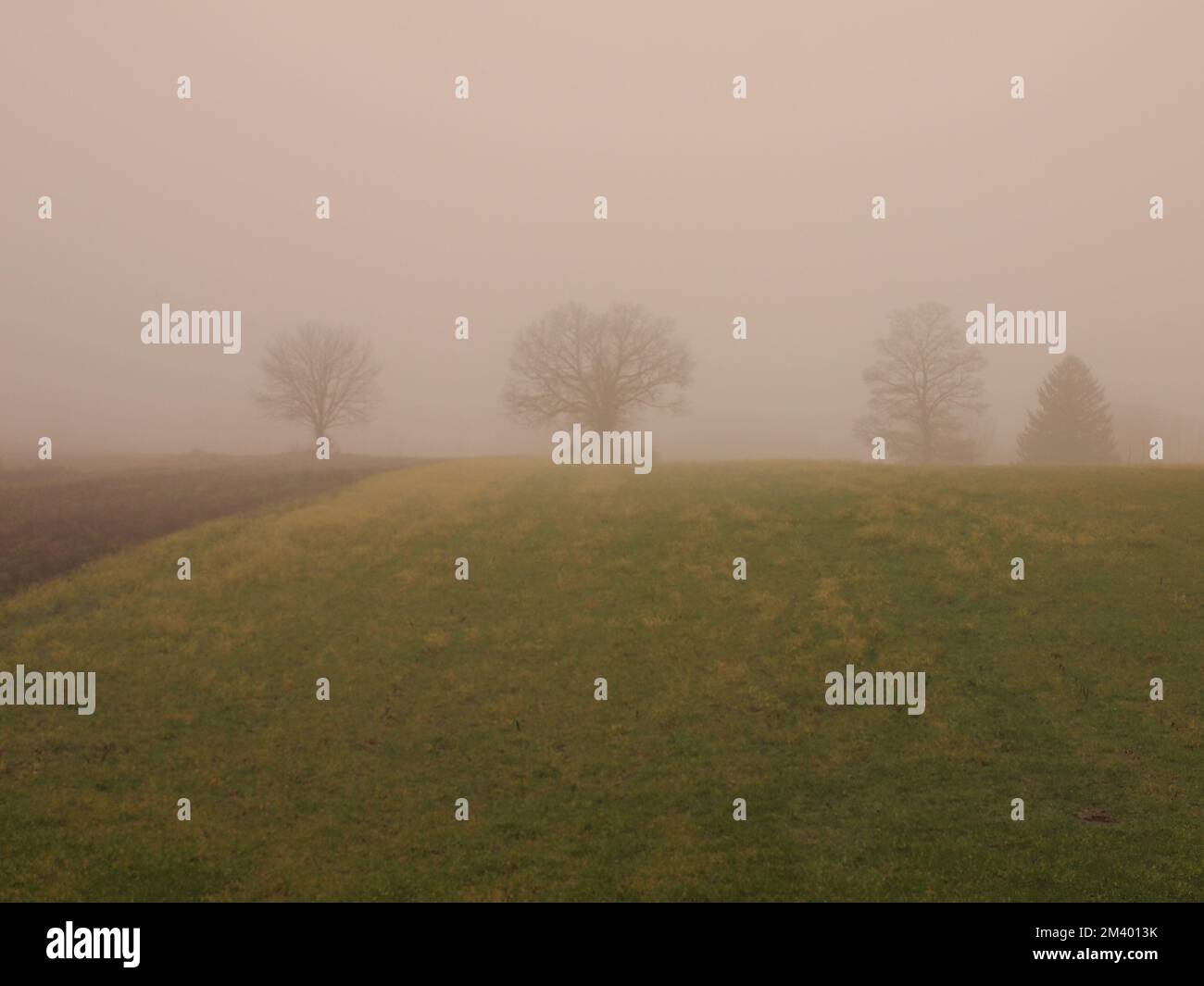 Dense fog covering four distant trees in a field in Newton, New Jersey. Stock Photo