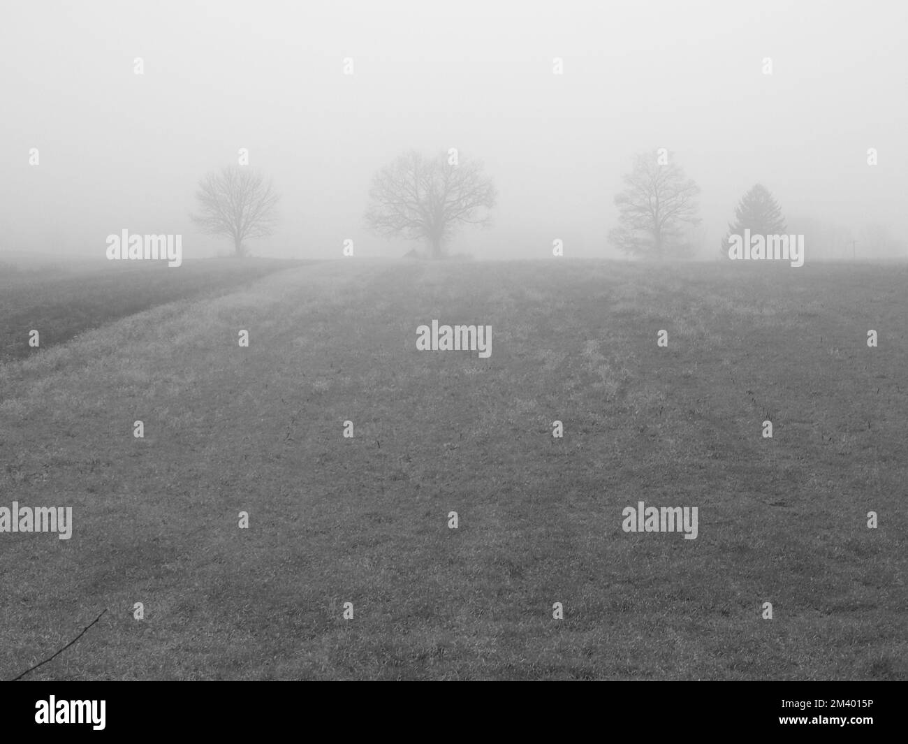 Dense fog covering four distant trees in a field in Newton, New Jersey. Stock Photo