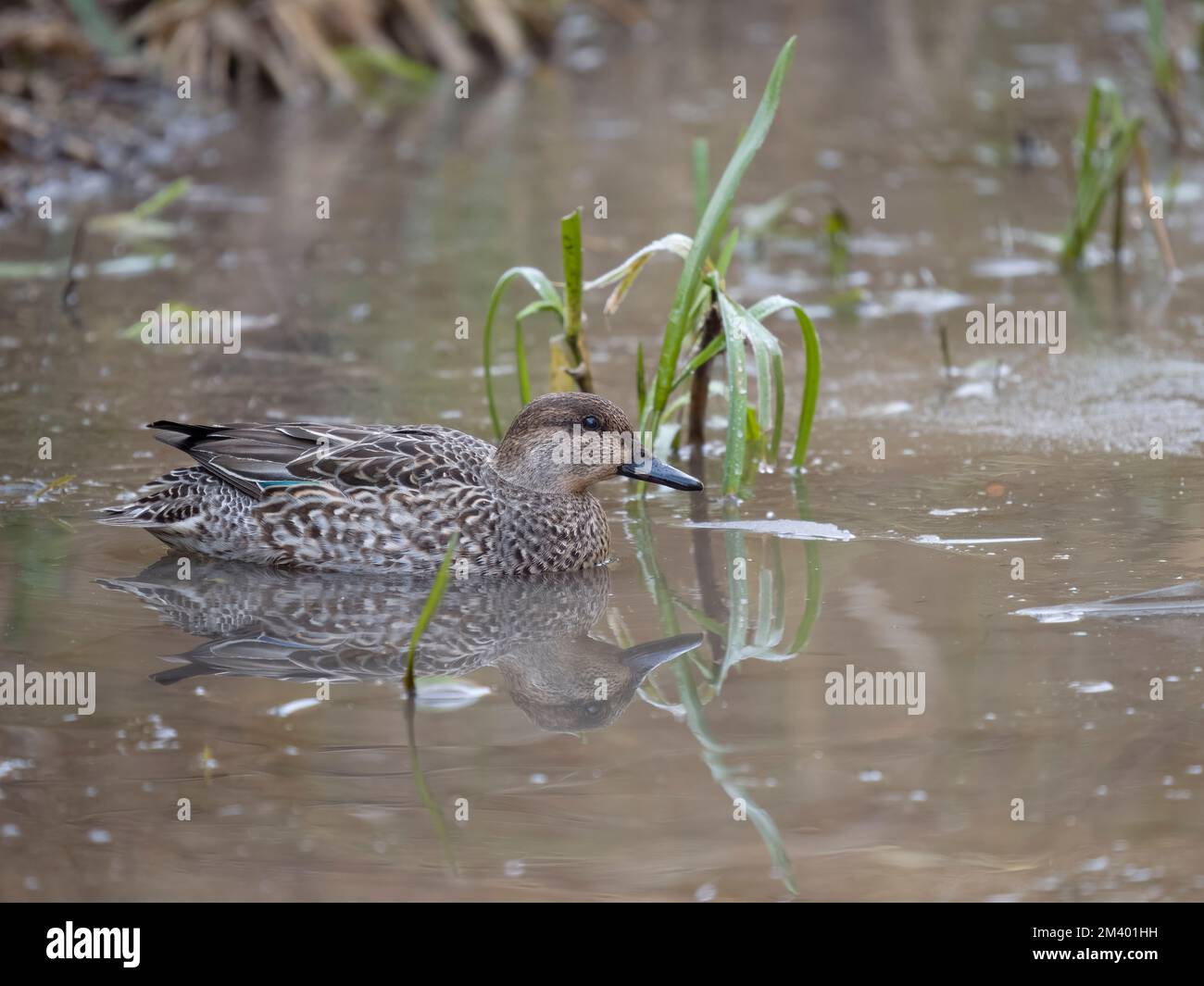 Teal, Anas crecca, single female by water, Gloucestershire, December 2022 Stock Photo