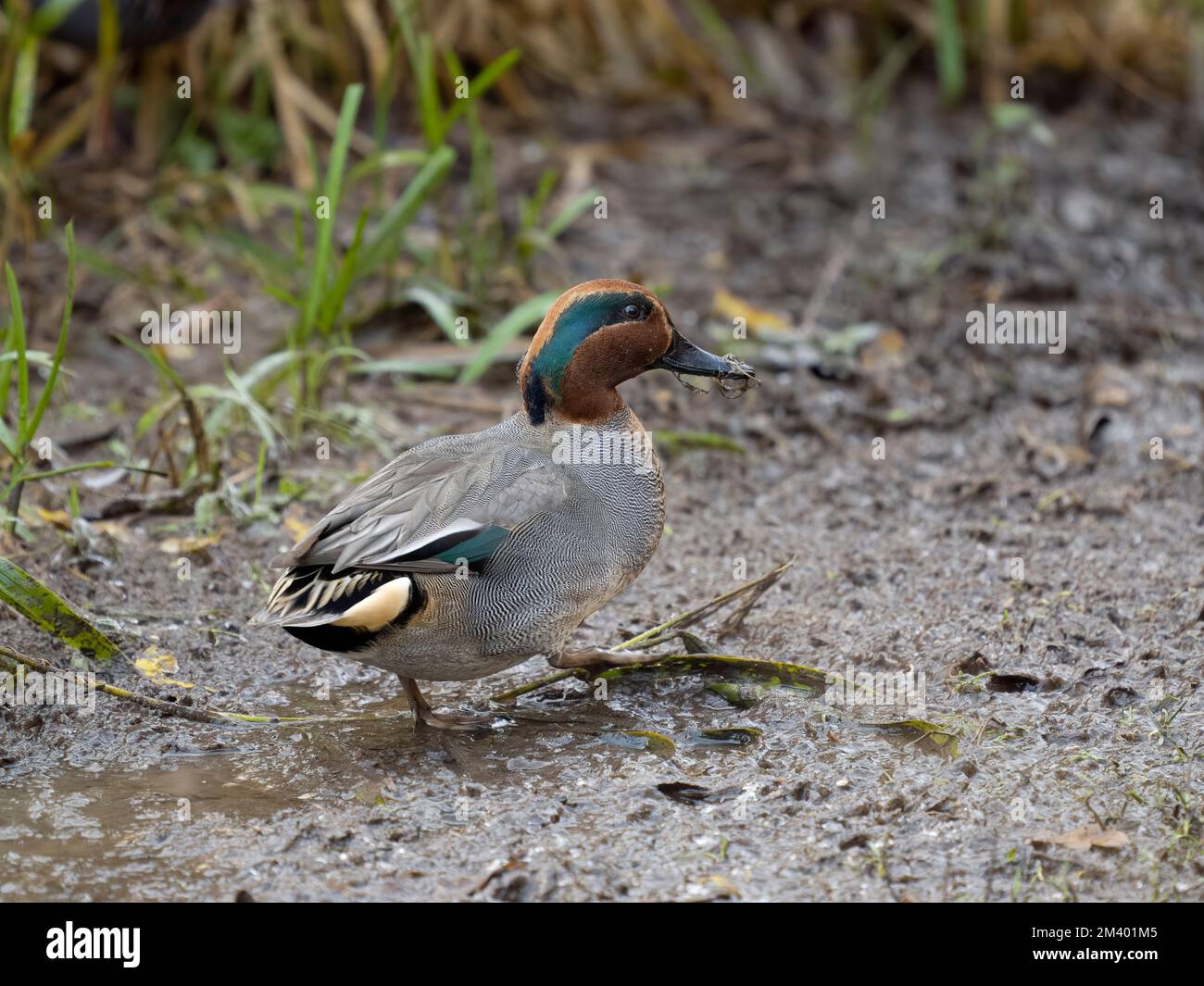 Teal, Anas crecca, single male by water, Gloucestershire, December 2022 Stock Photo