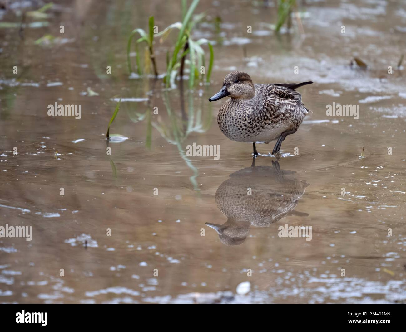 Teal, Anas crecca, single female by water, Gloucestershire, December 2022 Stock Photo