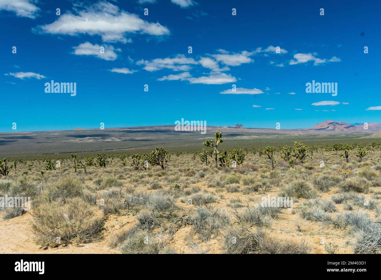 Joshua Trees in Mojave National Preserve, California Stock Photo Alamy