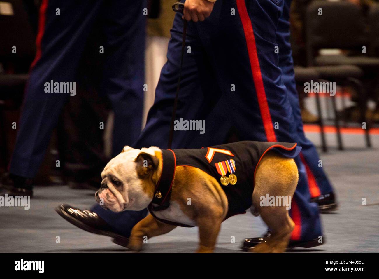 Washington, DC, USA. 13th Dec, 2022. Pfc. Chesty XVI, mascot of the Marine Corps walks back to his seat during a promotion ceremony at Marine Barracks Washington, Decemberember 13th, 2022. Chesty XVI, was promoted to the rank of Private First Class by the Honorable Carlos Del Toro, Secretary of the Navy. (Credit Image: © Pranav Ramakrishna/U.S. Marines/ZUMA Press Wire Service) Stock Photo