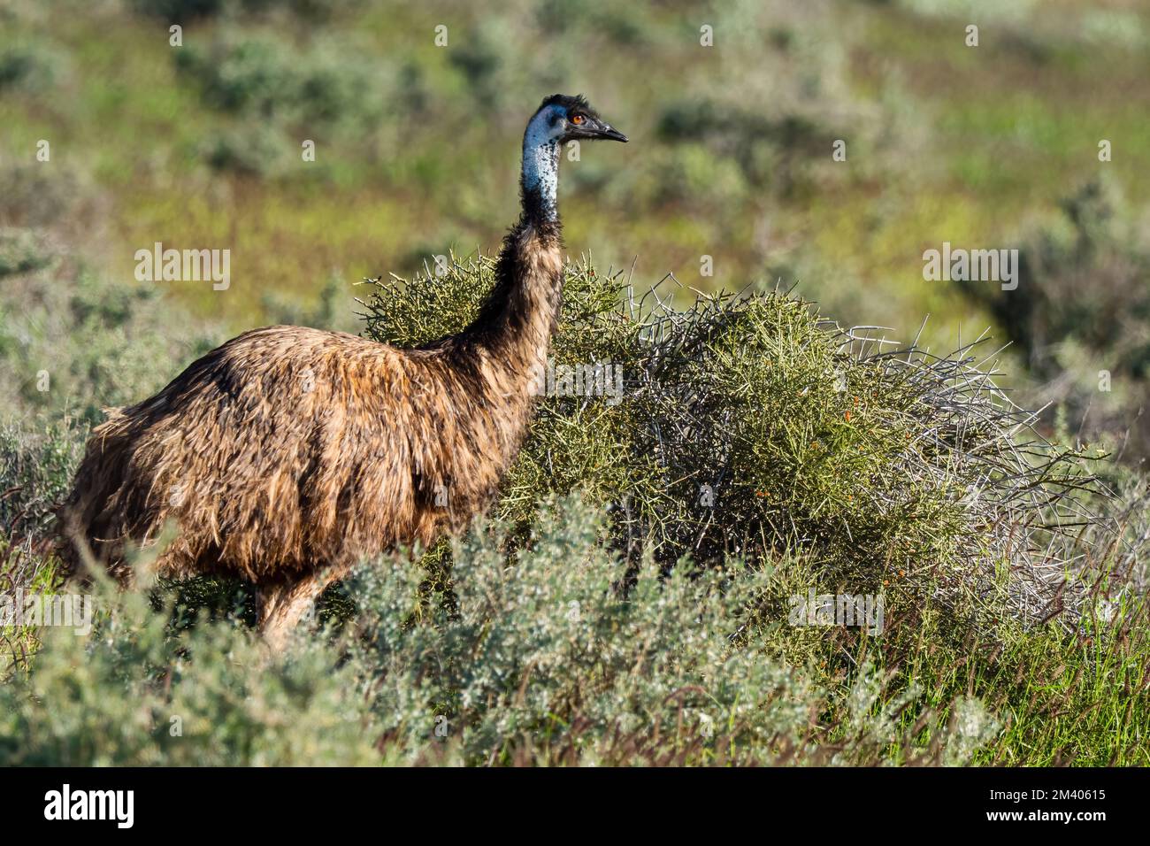 Adult emu, Dramaius novaehollandiae, in the bush at Cape Range National Park, Australia. Stock Photo