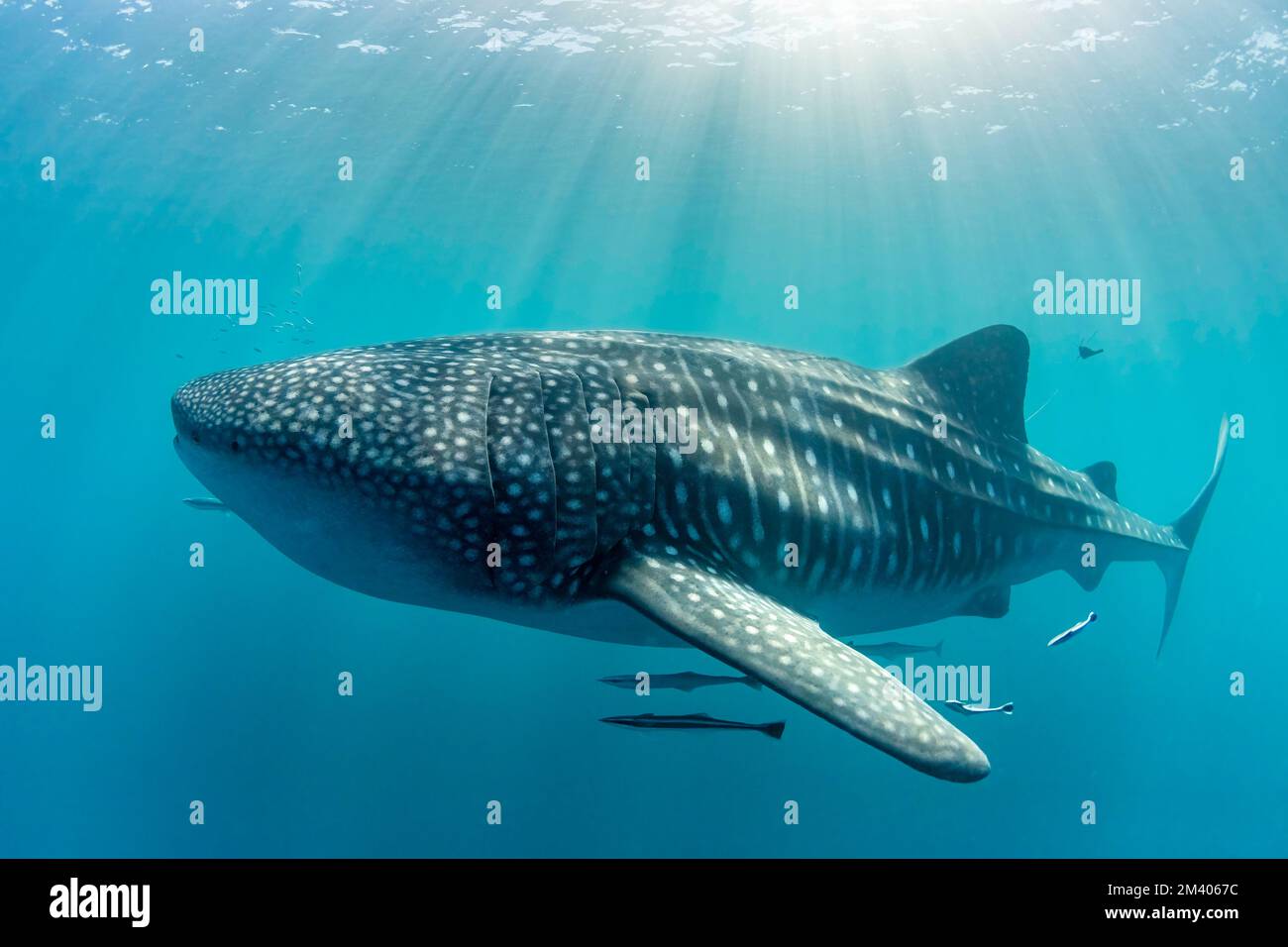 Adult whale shark, Rhincodon typus, underwater on Ningaloo Reef