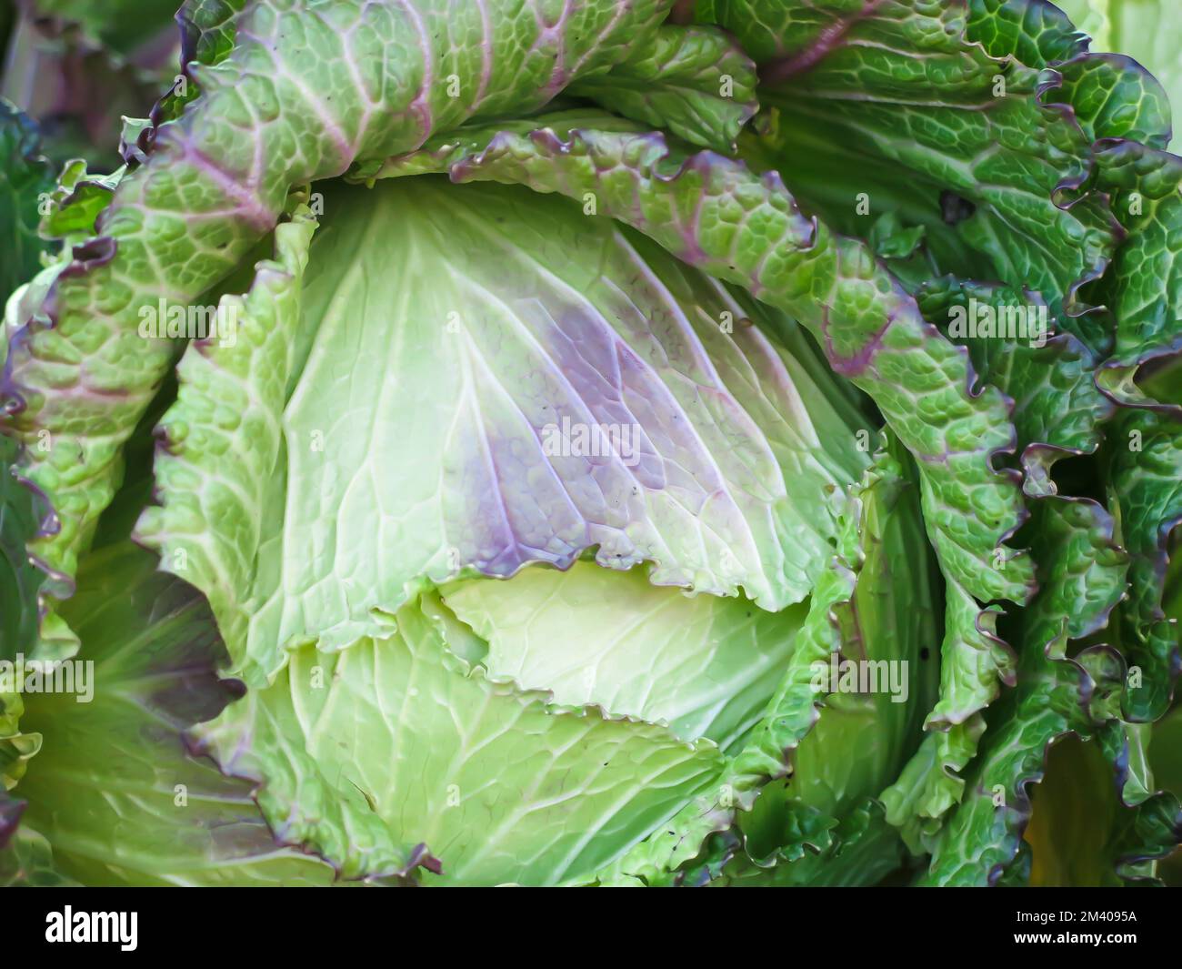 Savoy Cabbage CloseUp Stock Photo Alamy