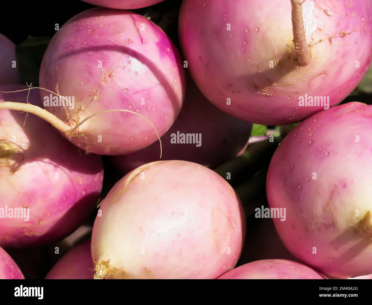 Violet Queen Salad Turnip - Close Up Stock Photo