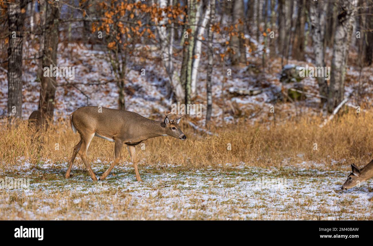 Whitetailed buck and doe during the rut in northern Wisconsin Stock