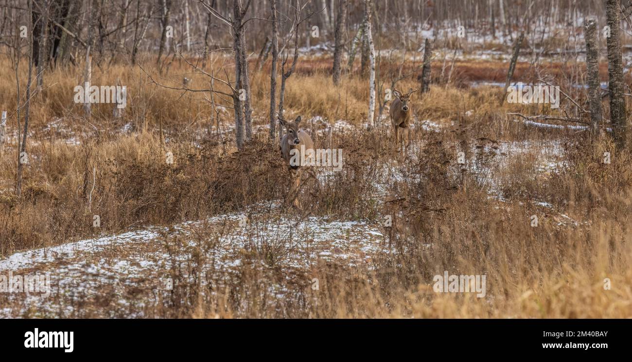 Whitetailed chasing a doe during the rut in northern Wisconsin Stock