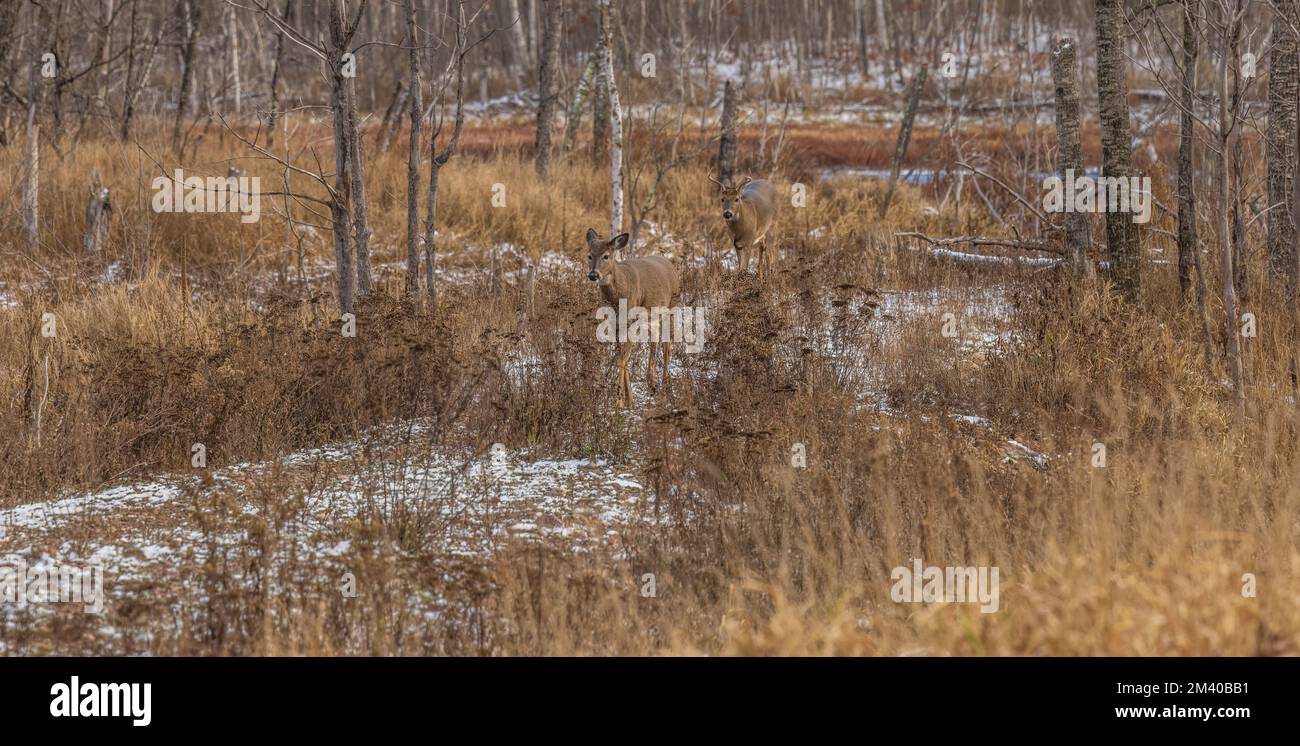 Whitetailed chasing a doe during the rut in northern Wisconsin Stock