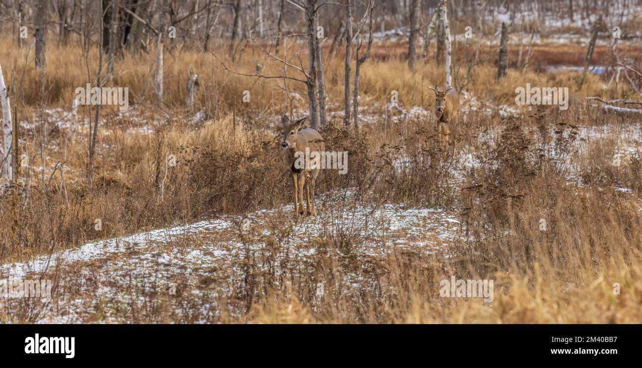 Whitetailed chasing a doe during the rut in northern Wisconsin Stock