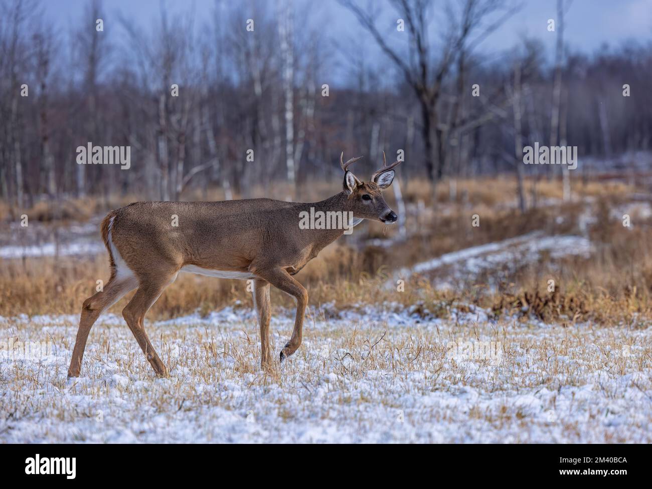 Young buck during the rut in northern Wisconsin Stock Photo - Alamy