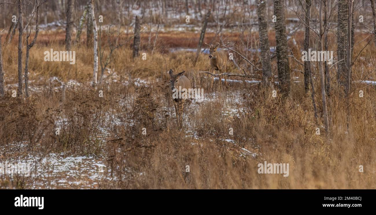 Whitetailed chasing a doe during the rut in northern Wisconsin Stock