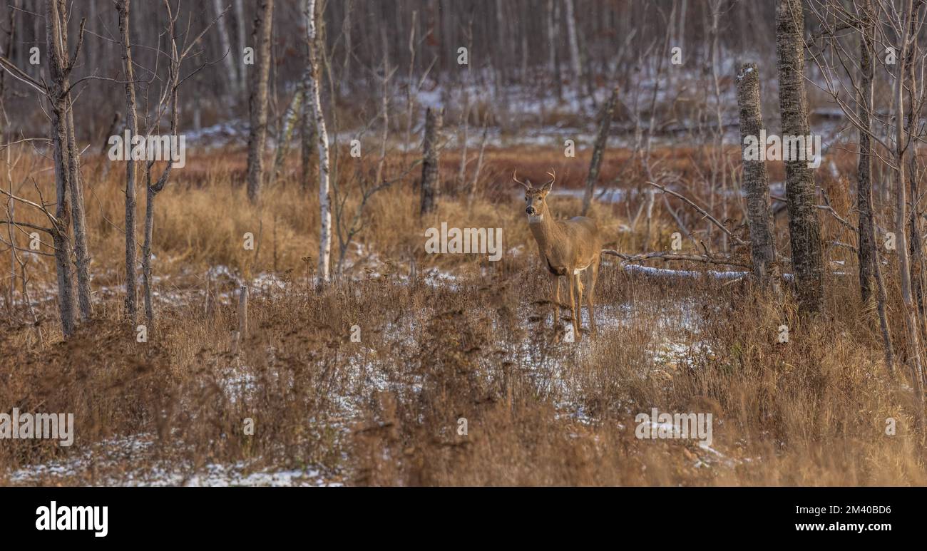 Whitetailed chasing a doe during the rut in northern Wisconsin Stock
