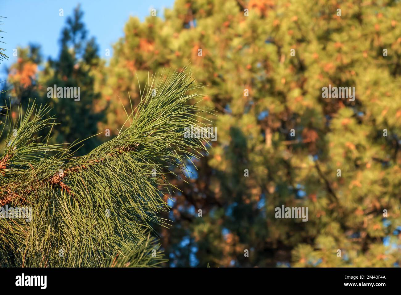 Pinus strobus, commonly denominated the eastern, northern white pine or Weymouth pine, and soft pine is a large pine native to eastern North America Stock Photo
