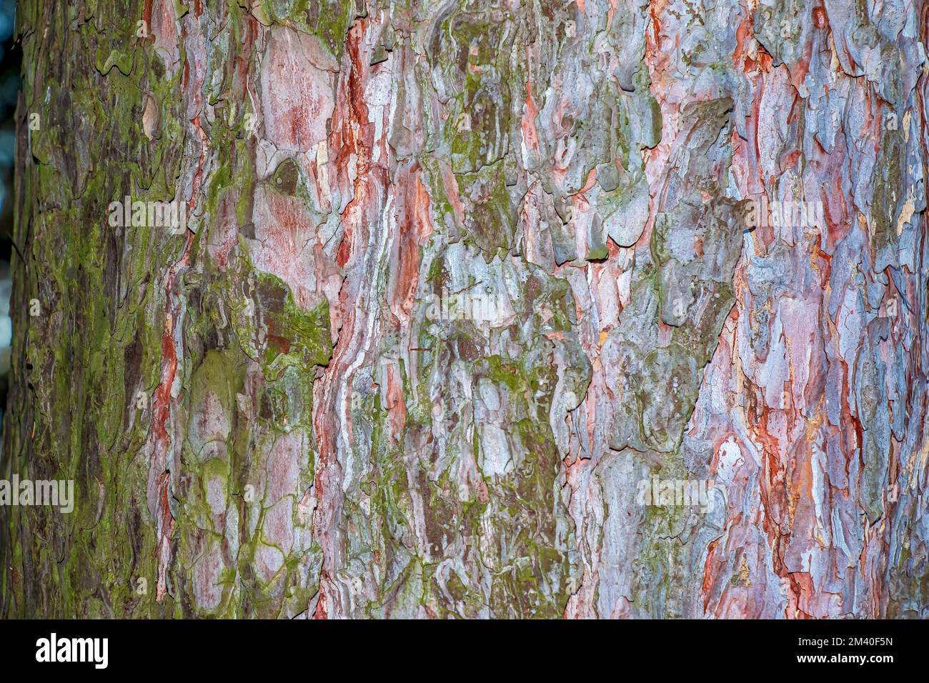 Pine bark close-up. Texture of Pinus strobus or Weymouth pine trunk. Background from living wood. Skin of the forest nature. Stock Photo