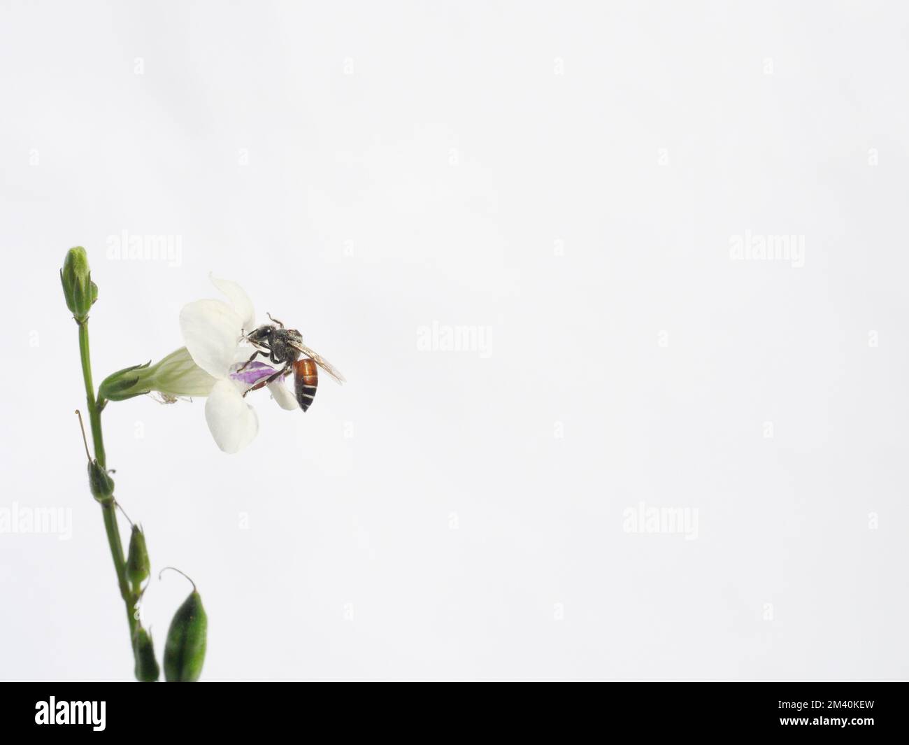 Red dwarf honey bee (Apis florea) seeking nectar on white Chinese violet or coromandel or creeping foxglove ( Asystasia gangetica ) blossom in field Stock Photo