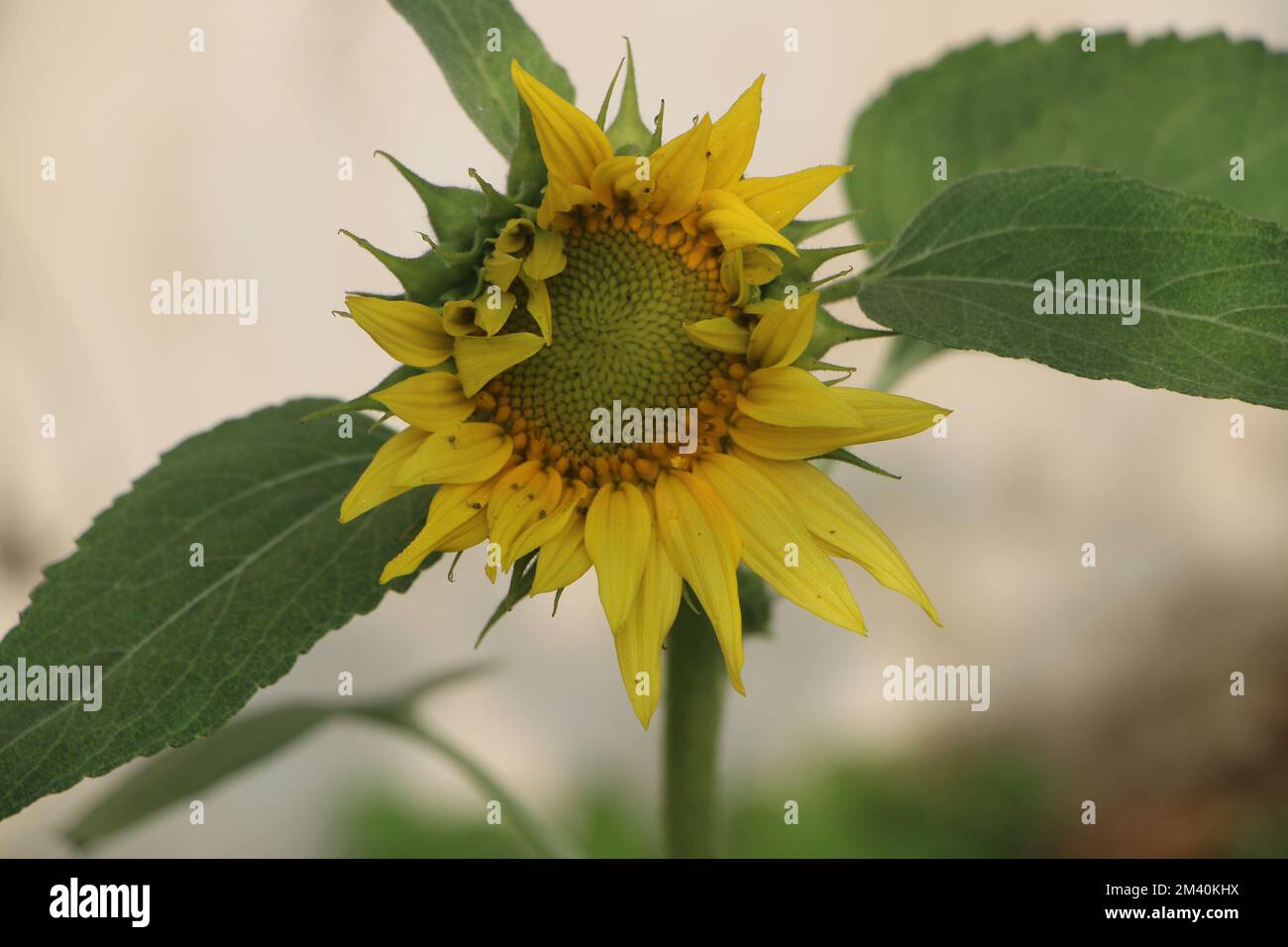Close up view of Sunflower Stock Photo - Alamy