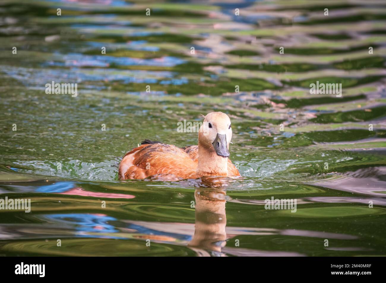 Ruddy Shelduck, or red duck, lat. Tadorna ferruginea, swimming on a ...