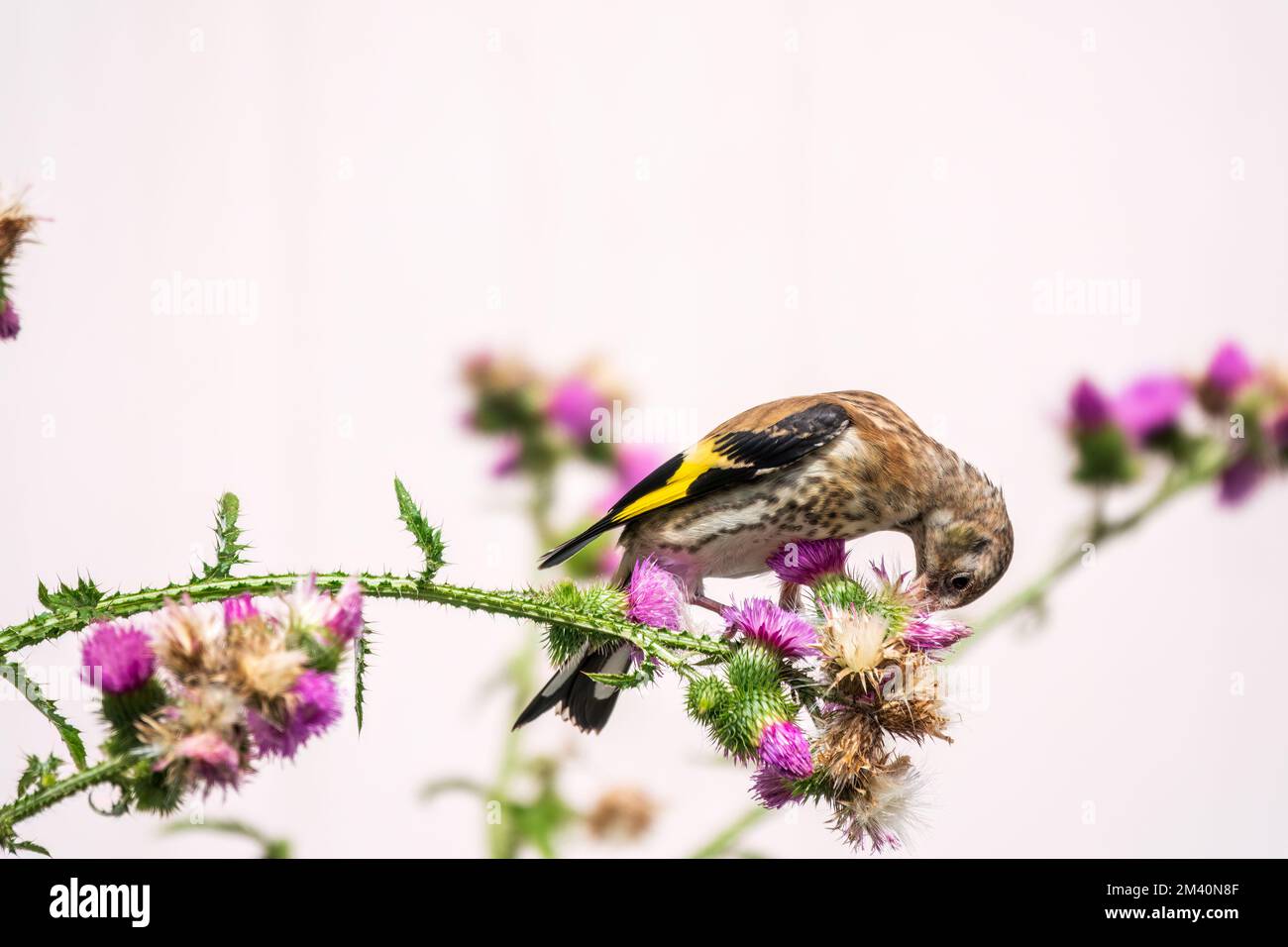 European goldfinch with juvenile plumage, feeding on the seeds of